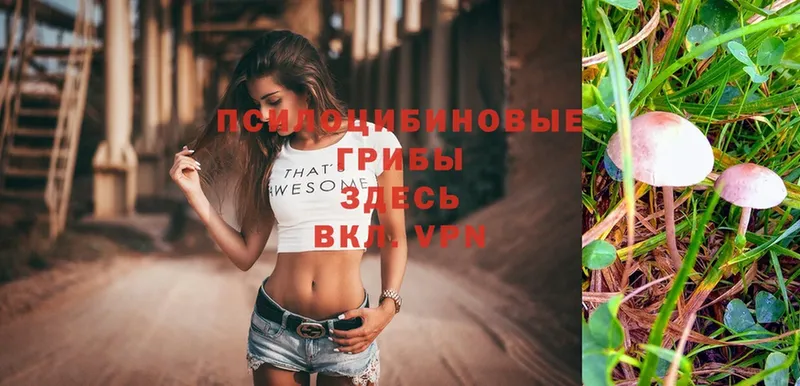 цены   Томск  Псилоцибиновые грибы Psilocybe 